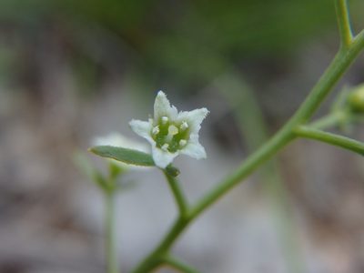 Thesium divaricatum, photographed by Daniel Cahen