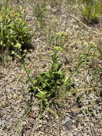 Sericocarpus asteroides, photographed by Alan Weakley