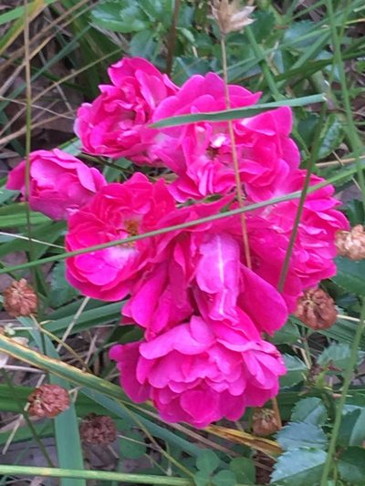 Rosa luciae, photographed by Luke