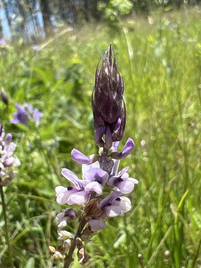 Orbexilum psoralioides, photographed by Alan Weakley
