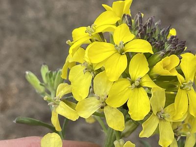 Erysimum capitatum, photographed by Henrik Kibak