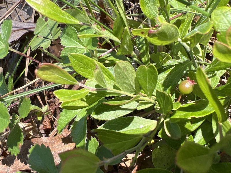 Vaccinium tenellum, photographed by Alan Weakley