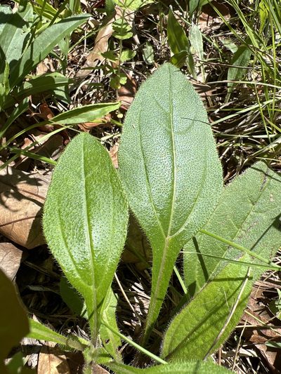Helianthus atrorubens, photographed by Alan Weakley