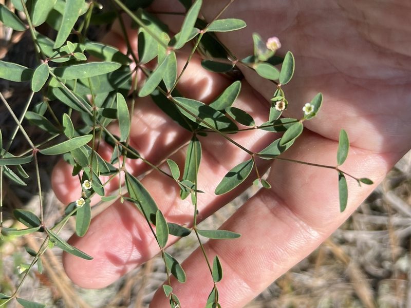 Euphorbia curtisii, photographed by Alan Weakley