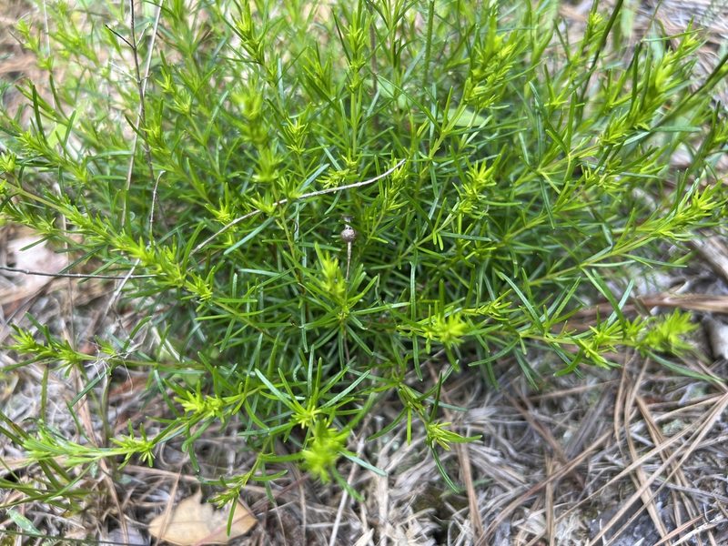 Hypericum lloydii, photographed by Alan Weakley