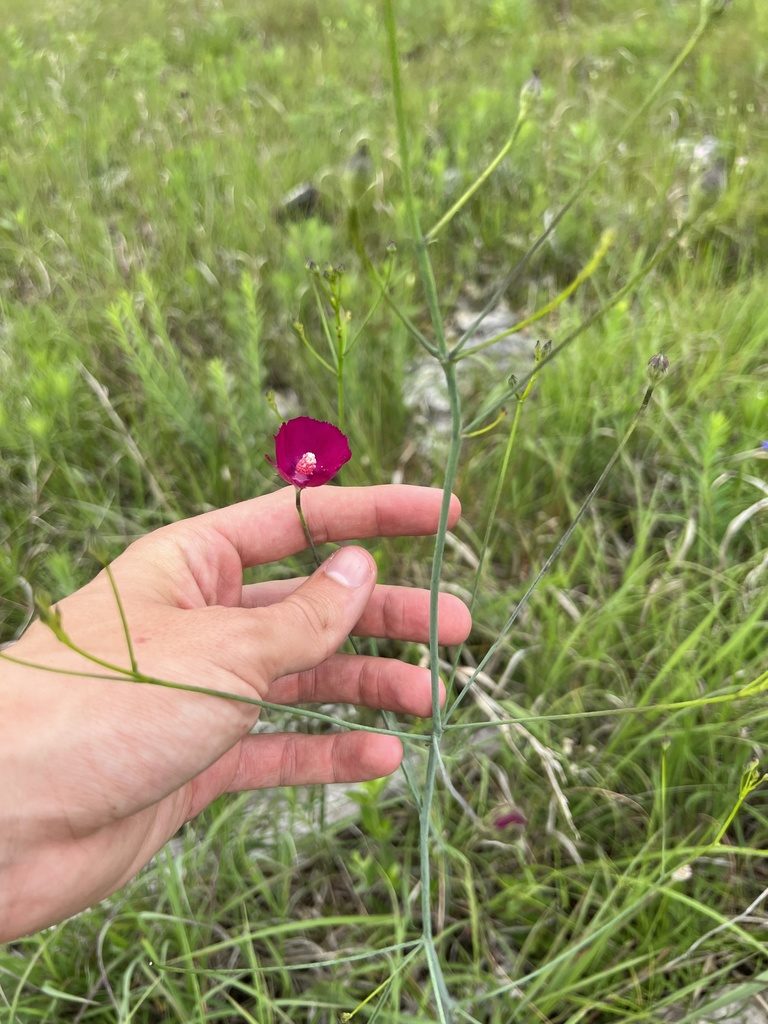 Callirhoe digitata, photographed by Nathan Aaron