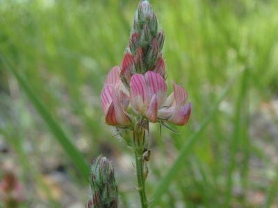 Onobrychis supina, photographed by Daniel Cahen