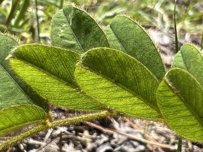 Tephrosia spicata