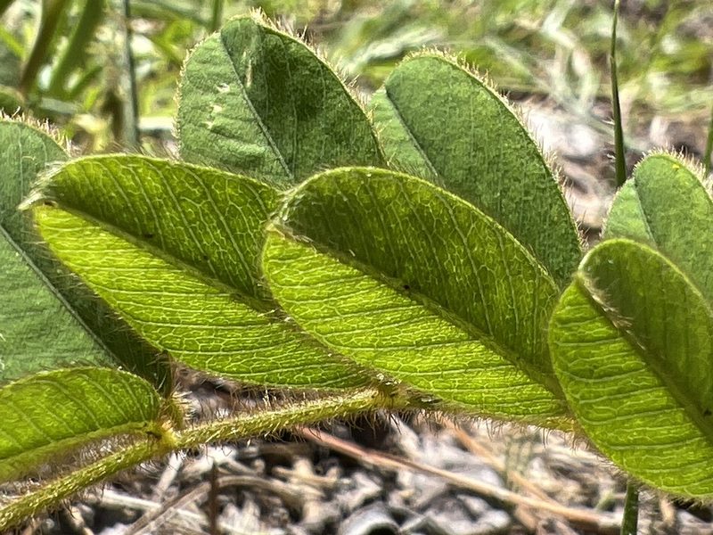 Tephrosia spicata, photographed by Alan Weakley