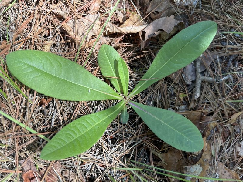 Vernonia acaulis, photographed by Alan Weakley
