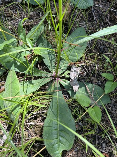 Vernonia acaulis, photographed by Alan Weakley
