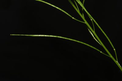 Arabis georgiana, photographed by Brian Finzel