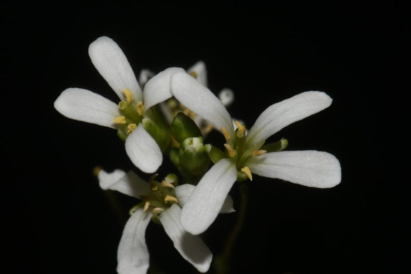 Arabis georgiana, photographed by Brian Finzel