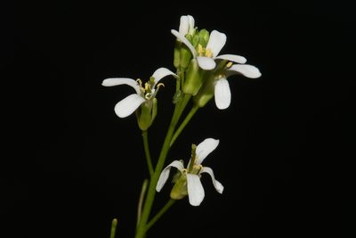 Arabis georgiana, photographed by Brian Finzel