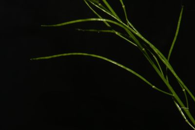 Arabis georgiana, photographed by Brian Finzel