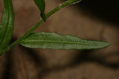 Arabis georgiana, photographed by Brian Finzel