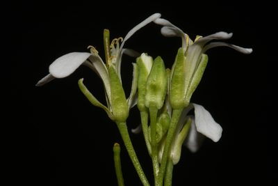 Arabis georgiana, photographed by Brian Finzel