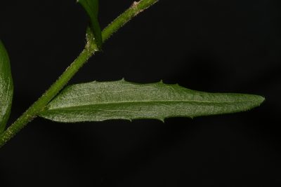 Arabis georgiana, photographed by Brian Finzel