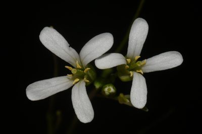 Arabis georgiana, photographed by Brian Finzel