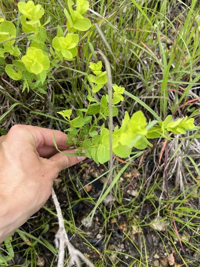 Phyllanthopsis phyllanthoides, photographed by Nathan Aaron