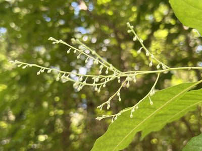Oxydendrum arboreum, photographed by Alan Weakley