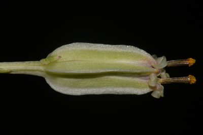 Arnoglossum plantagineum, photographed by Brian Finzel