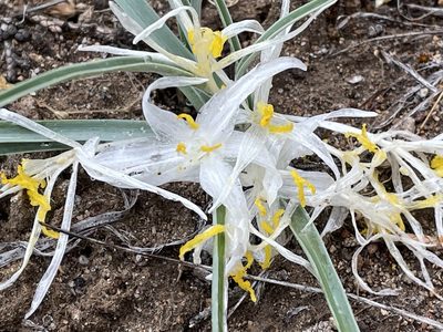 Leucocrinum montanum, photographed by Henrik Kibak