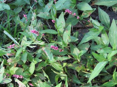 Persicaria longiseta, photographed by Zakqary Roy