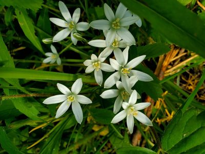 Ornithogalum umbellatum, photographed by Mark VanDerwater