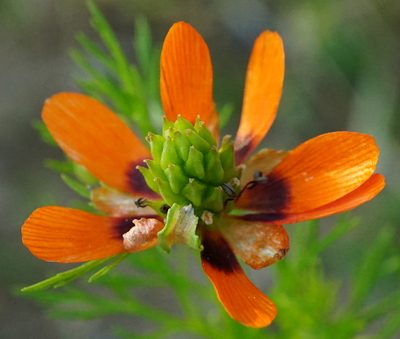 Adonis aestivalis