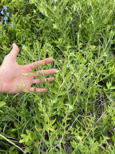 Lithospermum subsetosum, photographed by Nathan Aaron