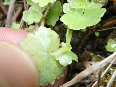 Hydrocotyle americana, photographed by Bruce Cook
