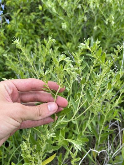 Lithospermum subsetosum, photographed by Nathan Aaron