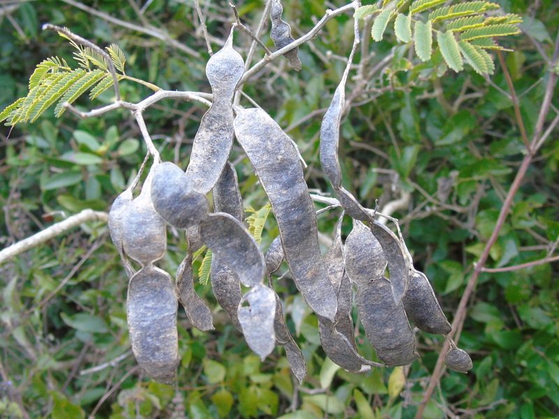 Senegalia bonariensis, photographed by Daniel Dias