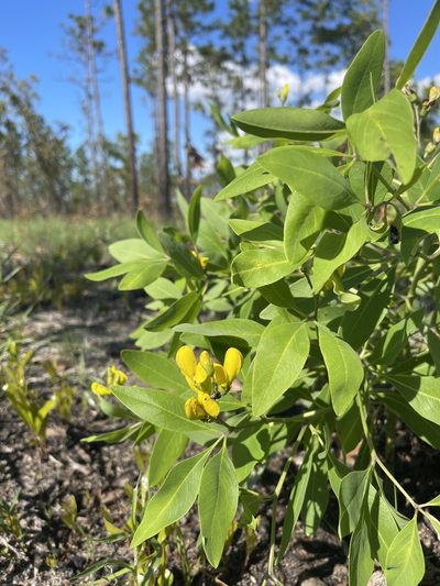 Baptisia lanceolata, photographed by Brandon Corder