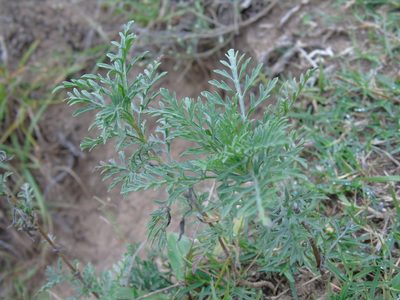Ambrosia tenuifolia