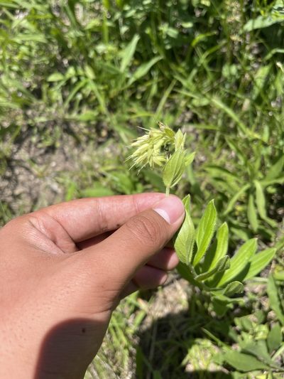 Lithospermum virginianum, photographed by Brandon Corder