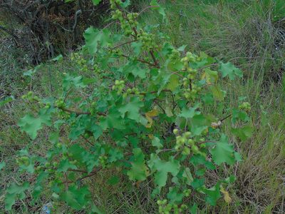 Xanthium strumarium, photographed by Daniel Dias