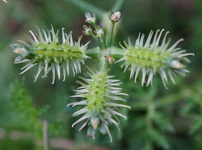 Caucalis platycarpos, photographed by Patrick Hacker