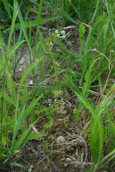 Bifora radians, photographed by Patrick Hacker