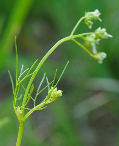 Bifora radians, photographed by Patrick Hacker