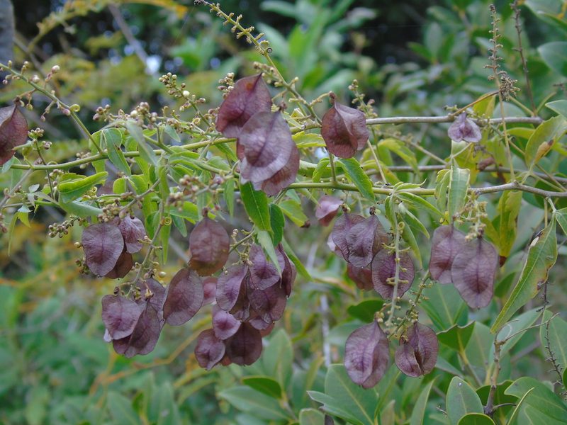 Urvillea uniloba, photographed by Daniel Dias