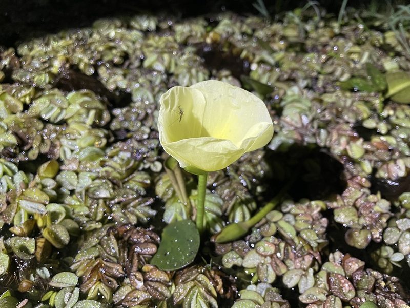 Hydrocleys nymphoides, photographed by Gabriel Laufer