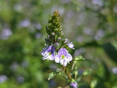 Veronica anagallis-aquatica, photographed by Daniel S.