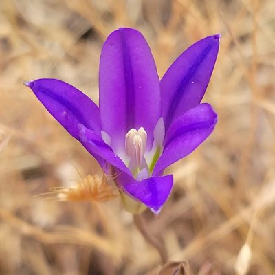 Brodiaea elegans, photographed by Peter Brastow