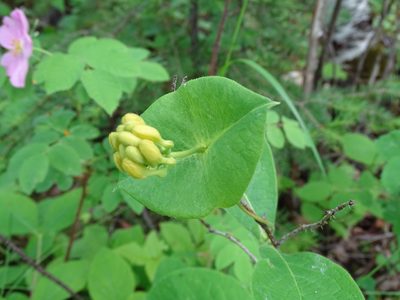 Lonicera hirsuta, photographed by Reuven Martin
