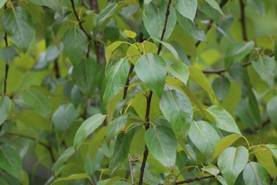 Populus balsamifera, photographed by jyoung2399