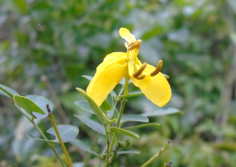 Senna corymbosa, photographed by Daniel Dias