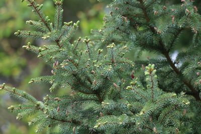 Picea glauca, photographed by jyoung2399
