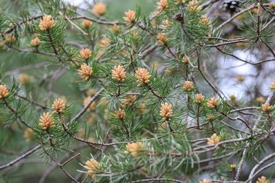 Pinus banksiana, photographed by jyoung2399
